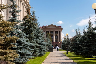 Ели у краевого правительства снова болеют