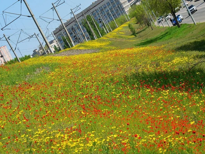 Иногда красоту можно найти даже среди городских джунглей. | Источник: Андрей Стеблев / T.me