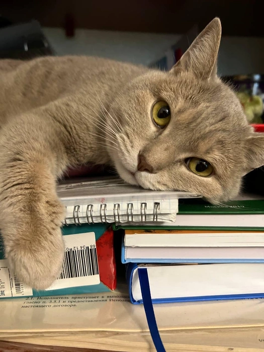 Котик готовится к учебному году… а вы? | Источник: читатель 63.RU 