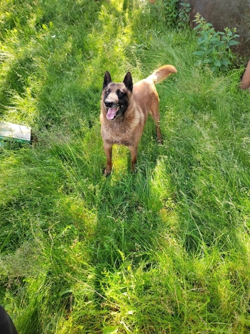 Источник: «ВТОРАЯ ЖИЗНЬ»&nbsp;— помощь бездомным животным / Vk.com