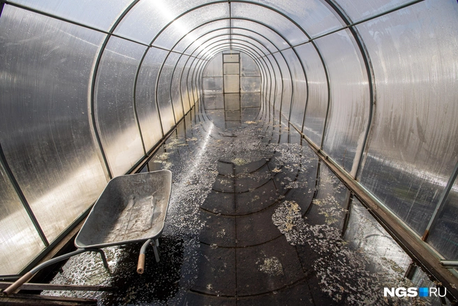 В теплицу нужно набросать снега, чтобы весной он дополнительно очистил и напитал землю | Источник: Александр Ощепков / NGS.RU