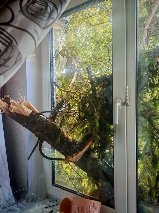 Источник: BL Сосновый бор