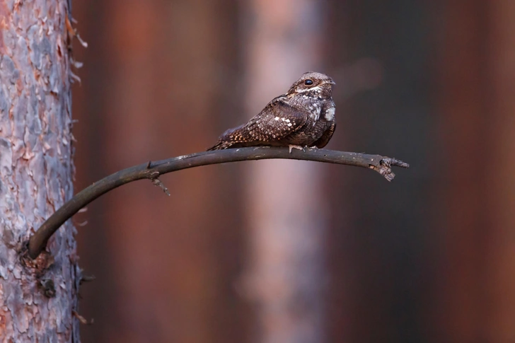 Источник: Shutterstock/Fotodom.ru by gergosz