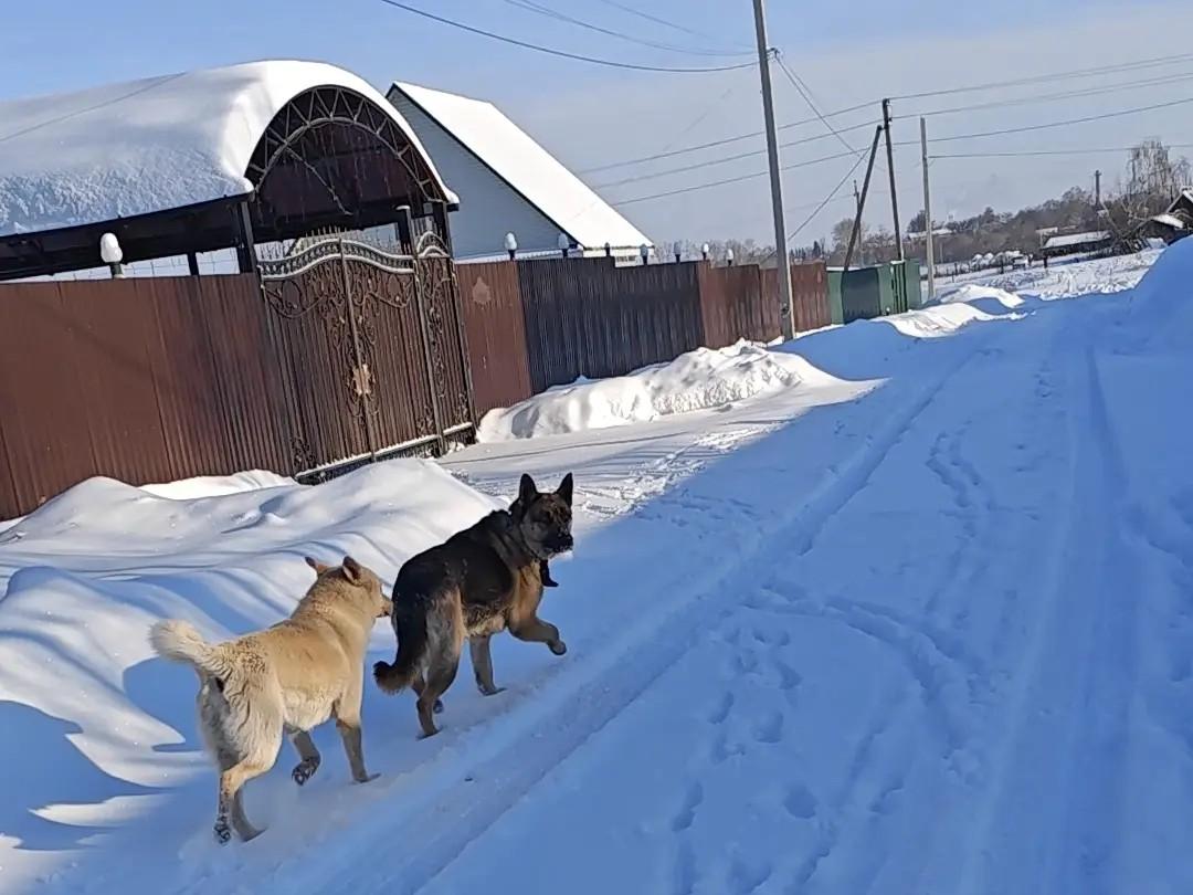 «Рана большая рваная, на ноге открытый перелом»: мать рассказала подробности нападения собак на девочку в Зауралье
