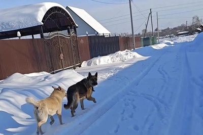 Девочка из Садового после нападения собак все еще в больнице