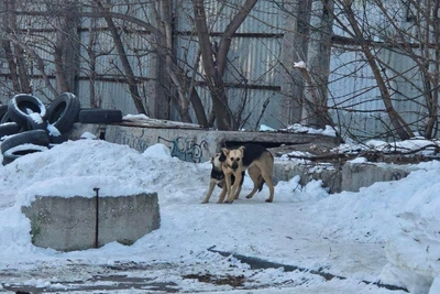 В Самаре зоозащитники препятствуют отлову бездомных собак