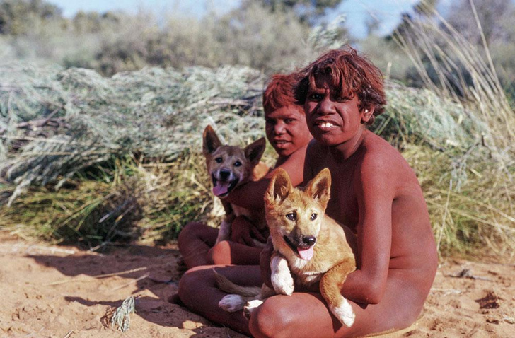 Собаки с волчьим билетом: как динго воцарились в Австралии, уничтожив практически всех своих конкурентов