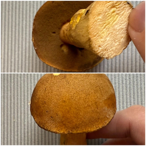 Источник: «Грибы и Грибники Подмосковья» / vk.com