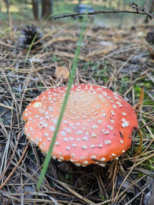 Ну и куда без мухомора? | Источник: читатель 63.RU