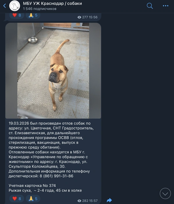 Так выглядят посты с пойманными животными | Источник: МБУ УЖ Краснодар / собаки / T.me