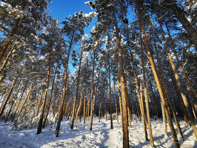 Лес в парке | Источник: 2gis.ru / yakutsk / gallery Автор: Sardana Buskarova