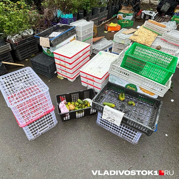 Источник: Елена Буйвол / VLADIVOSTOK1.RU