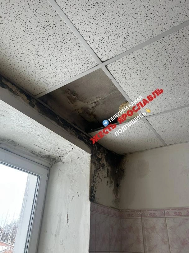Угол комнаты оказался полностью покрыт плесенью | Источник: Жесть Ярославль / Vk.com