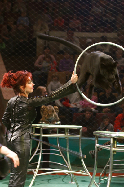 Сестру братьев Запашных уволили из цирка за жестокое обращение с животными