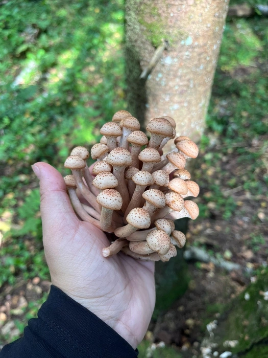 Источник: «Грибы и Грибники Подмосковья» / vk.com