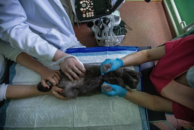 Котикам и собакам тоже нужно проходить врачей | Источник: NGS.ru +79231570000