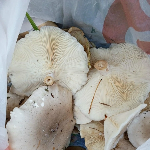 Источник: Андрей Бозырев / Грибы в Подмосковье 2025 / VK.com