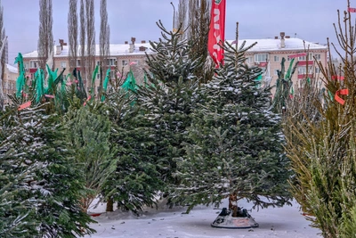 Уфа: сдай ёлку — получи мандарины