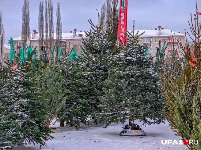 Гость на пару дней | Источник: Булат Салихов / UFA1.RU