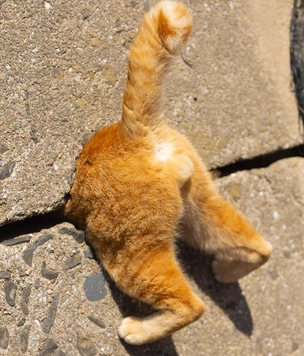 10 cамых смешных фото котов-рыжиков за всю историю конкурсов Comedy Pet Photography Awards и Pet Photography Awards