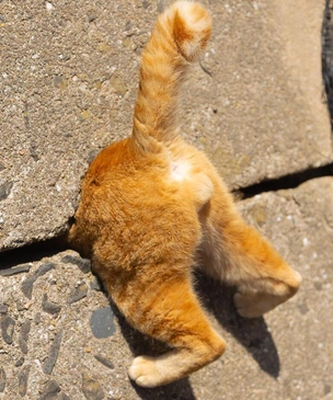 10 cамых смешных фото котов-рыжиков за всю историю конкурсов Comedy Pet Photography Awards и Pet Photography Awards