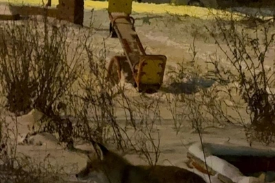 Хищные лисы появились во дворах Магнитогорска