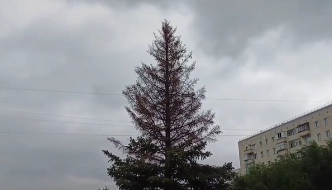 В Оренбурге наполовину засохла ель, которую в прошлом году купили за 280 тысяч рублей | Источник: «Вести Оренбуржья» / t.me