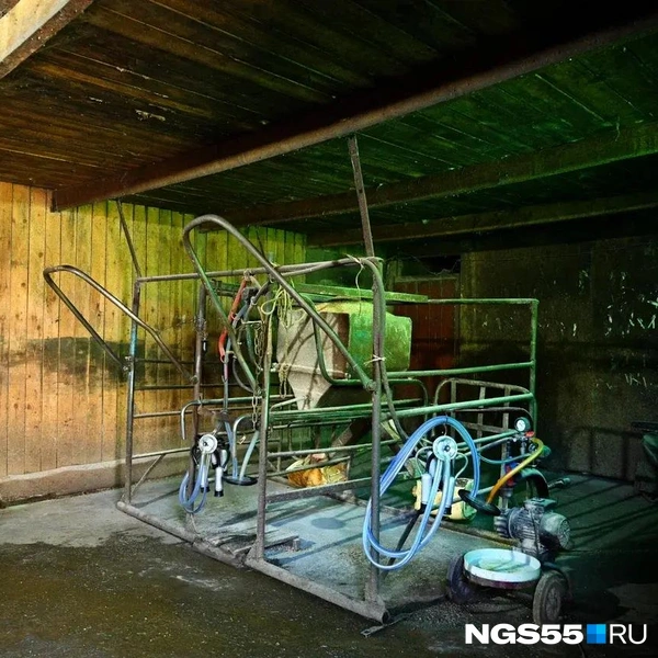 Здесь буренок доят  | Источник: Кирилл Башинский / NGS55.RU 