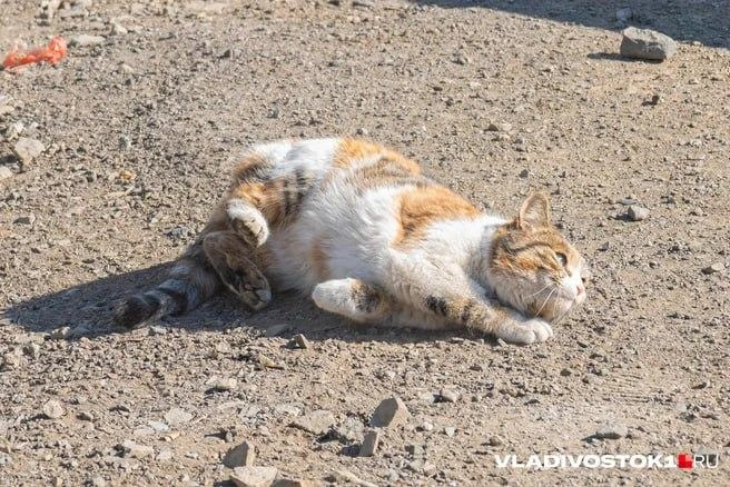 Весеннее тепло на время покинуло регион  | Источник: Елена Буйвол / VLADIVOSTOK1.RU