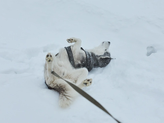 Наиболее распространёнными породами среди участников являются хаски и самоеды. | Источник: Александр Ощепков / NGS.RU 
