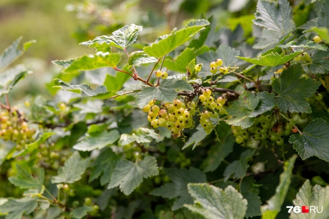 Саженцы хорошо приживаются осенью | Источник: Кирилл Поверинов / 76.RU