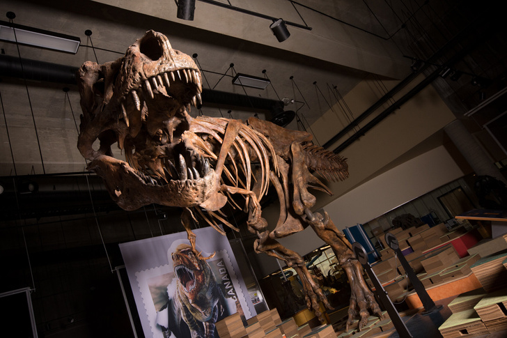 Ученые рассказали о самом крупном тираннозавре рексе