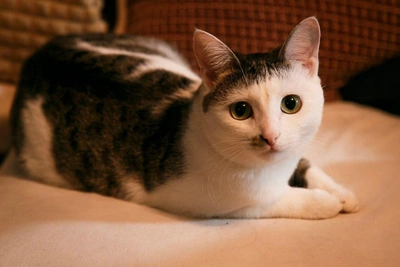 Perm shelter seeks home for cat that looks like Charlie Chaplin