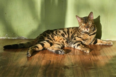 Bengal cat Bingo awaits adoption after hernia surgery recovery