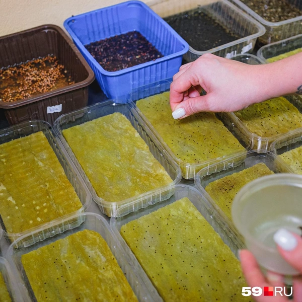 Семена высаживают в такие лоточки | Источник: Тимофей Калмаков / 59.RU