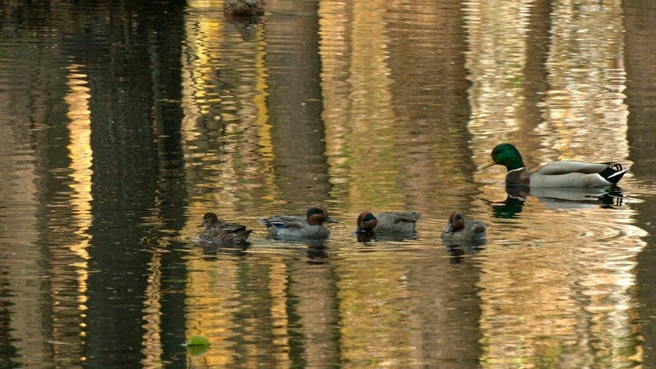 Это не дети утки. В Петербург залетела странная птичья компания | Источник: Павел Глазков / «Каждой твари по паре»