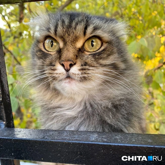 На «Чита.Ру» про нее выходил отдельный текст | Источник: Валерия Наумова / CHITA.RU