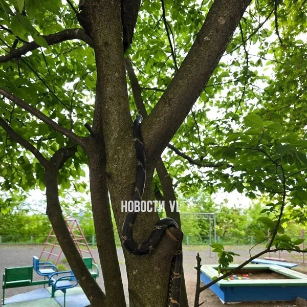 Источник: vl.ru