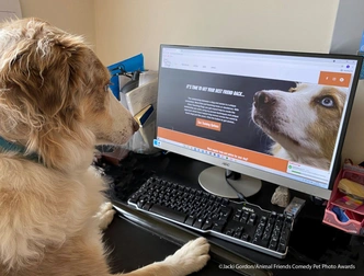 Источник: Comedy Pet Photography Awards