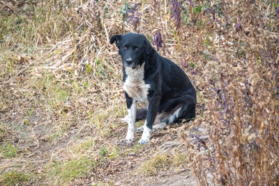 Жестокое нападение на собаку в Уссурийске попало на видео