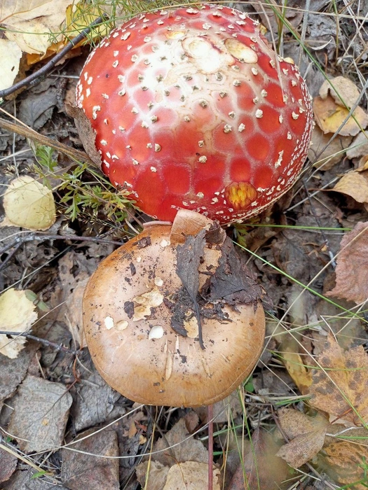 Старая Бинарадка | Источник: читатель 63.RU