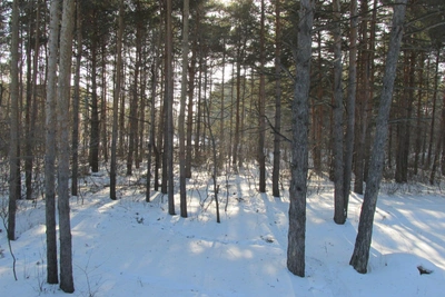 Frosts to Continue in Ulyanovsk at Start of Work Week