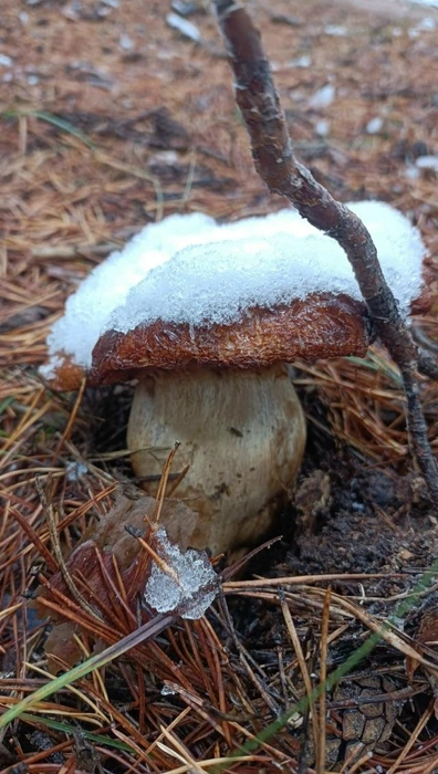 Под снегом еще можно найти некоторое количество грибов | Источник: «Грибы и Грибники Алтайского края» | https://vk.com/gribniki22rus