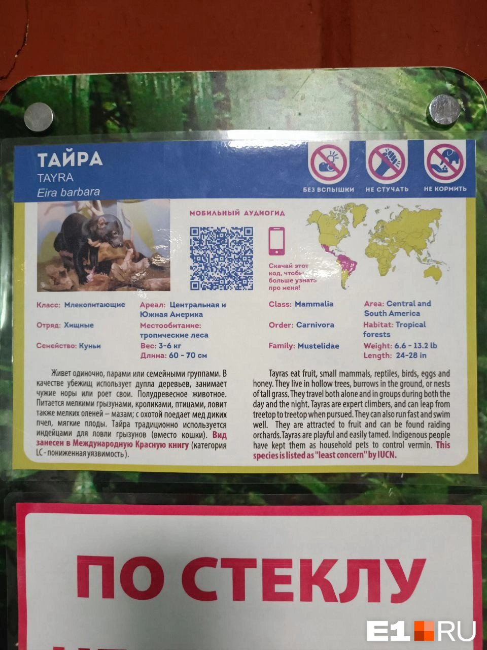 Тайры&nbsp;— небольшие зверьки весом в 4-5 килограммов. Питаются мелкими грызунами, кроликами, птицами, в дикой природе также ловят мелких оленей. | Источник: читательница E1.RU