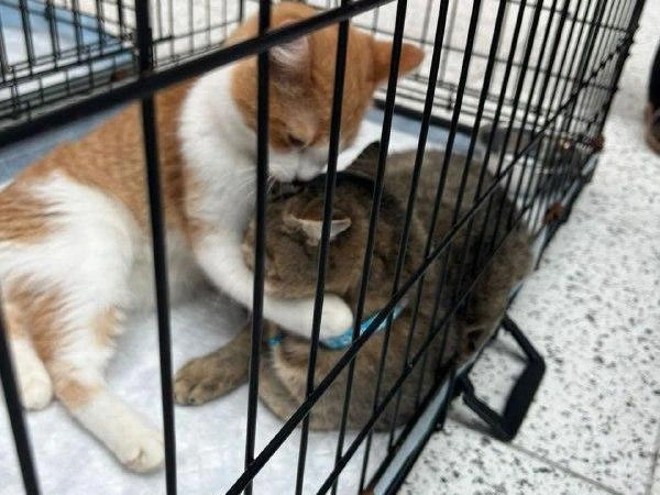 Все кошки надеялись встретить заботливых владельцев | Источник: Рихарда Лем / NGS.RU