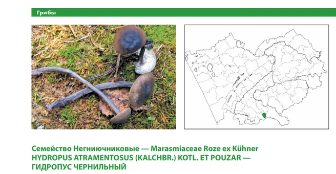 Индикаторный вид старых темнохвойных горных лесов | Источник: Красная книга Алтайского края