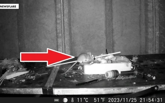 Видео дня: мышь прибирается в захламленном сарае