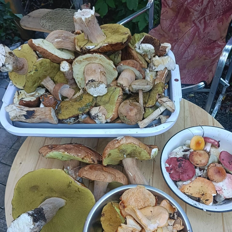 Улов в окрестностях озера Калды смешанный, но белых много | Источник: Грибы Челябинской области / Vk.com