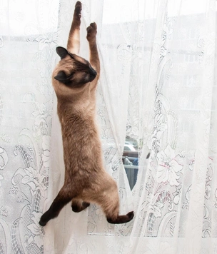 Кошка лазает по шторам — что делать?