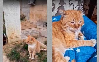 7 лет жил на могиле хозяина: простывший рыжий кот Хатико поедет лечиться из Махачкалы в Петербург
